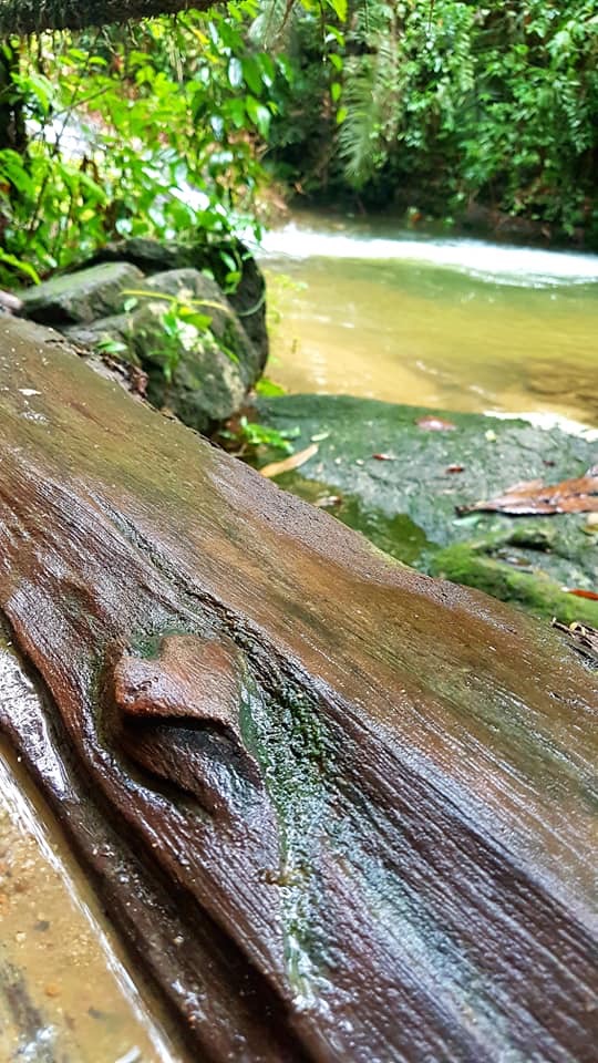 Nature’s unconditional love is&nbsp;everywhere